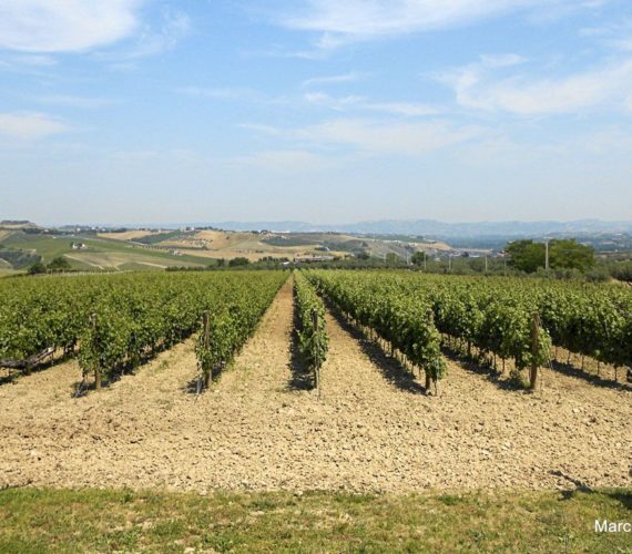 cordano vigna cordano vigna