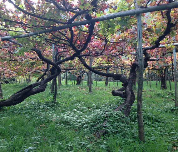 apicella vigna apicella vigna