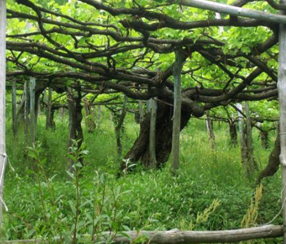 apicella vigne apicella vigne