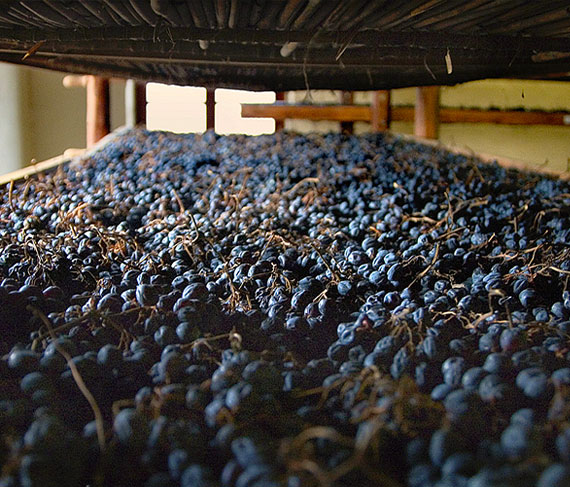 appassimento uva david sterza appassimento uva david sterza