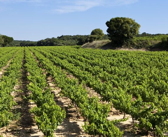 carabiniers 12 carabiniers 12