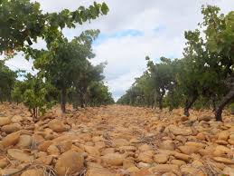 carabiniers 9 carabiniers 9