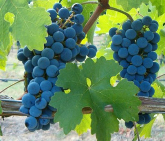 castelvecchio uva castelvecchio uva