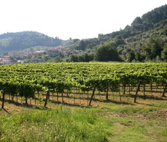 castelvecchio vigna castelvecchio vigna