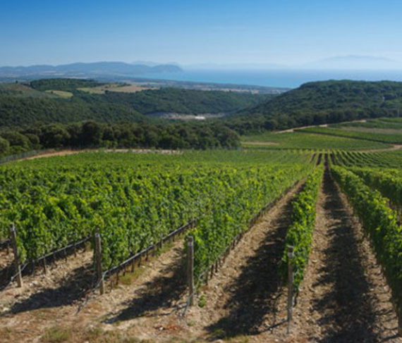castelvecchio vigne castelvecchio vigne