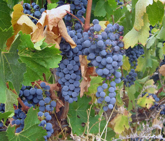 castelvecchio vigneto castelvecchio vigneto