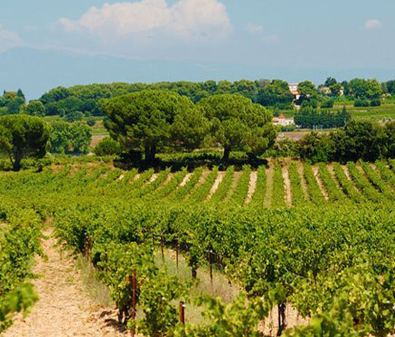 cotes du rhone domaine des carabiniers vigna cotes du rhone domaine des carabiniers vigna