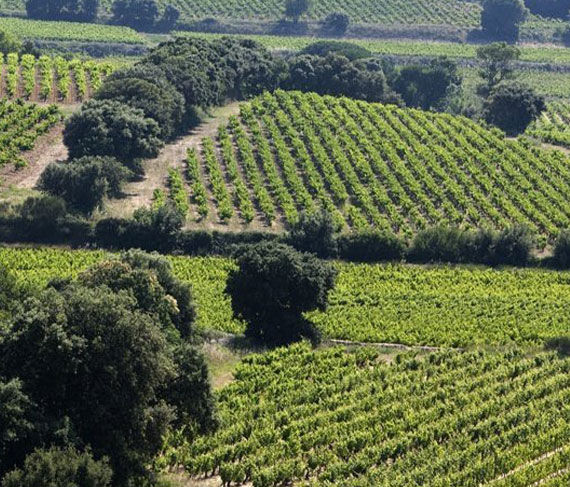cotes du rhone domaine des carabiniers vigne cotes du rhone domaine des carabiniers vigne