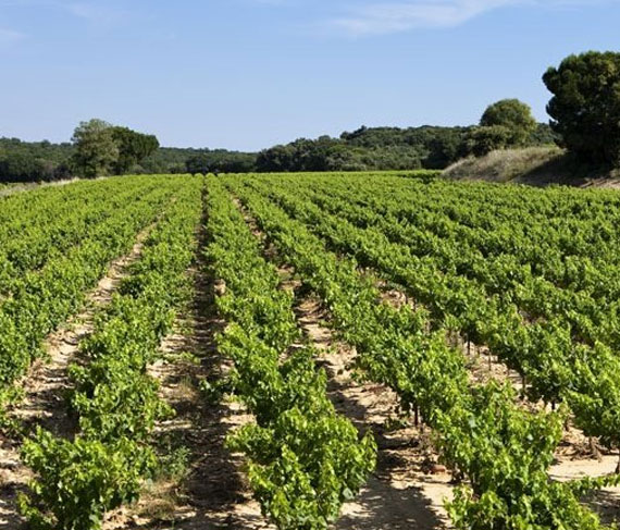 cotes du rhone domaine des carabiniers vigneti cotes du rhone domaine des carabiniers vigneti