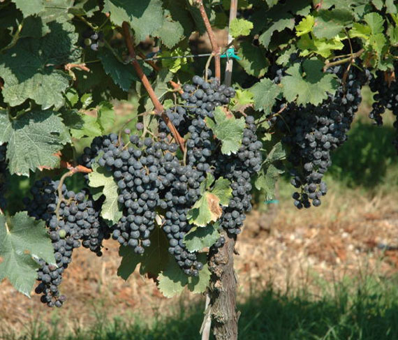 david sterza vigna david sterza vigna