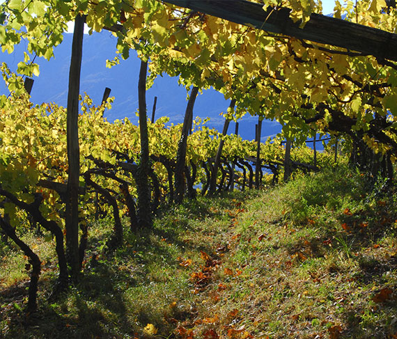 dettaglio vigna cantina aldeno dettaglio vigna cantina aldeno