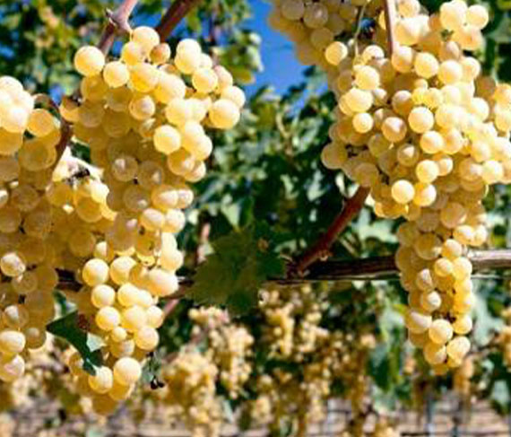 giannastasio uva giannastasio uva