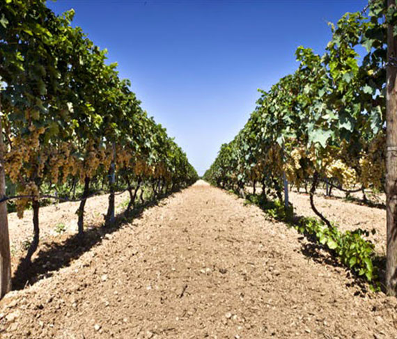 giannastasio vigna giannastasio vigna