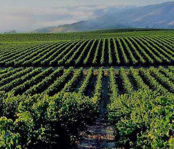 giannastasio vigneto giannastasio vigneto