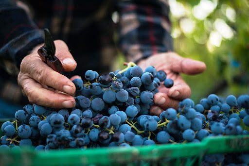 giannattasio 4 giannattasio 4