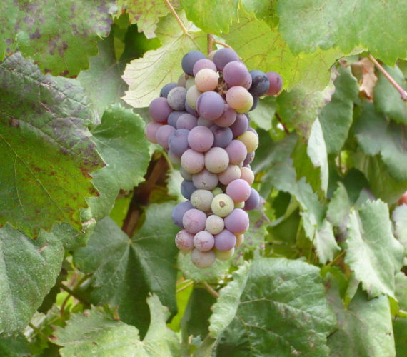 la selva 1 3 la selva 1 3