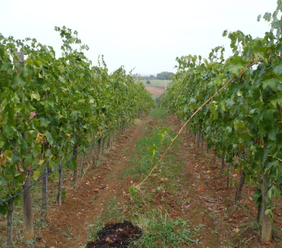 la selva 1 4 la selva 1 4