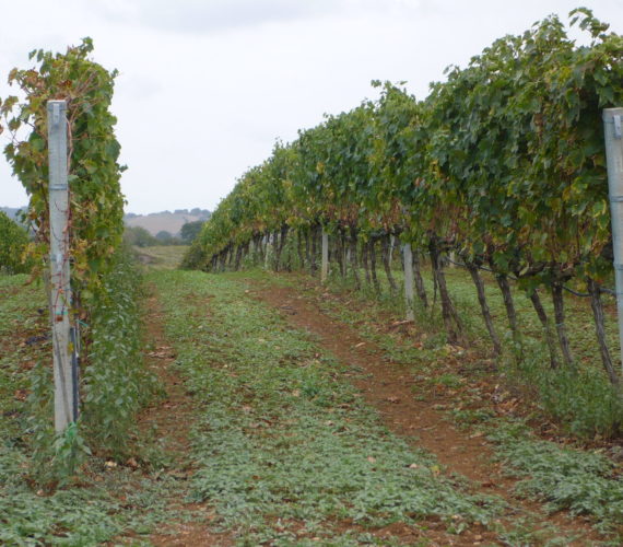 la selva 7 la selva 7