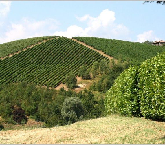 la torretta vigne la torretta vigne