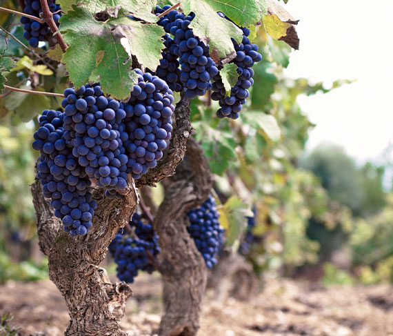 menhir uva menhir uva