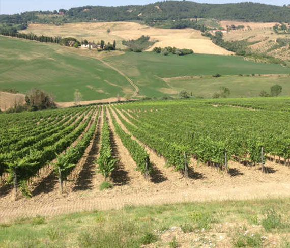 montemercurio vigneto montemercurio vigneto