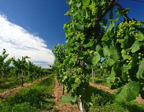 nifo vigna 2 nifo vigna 2