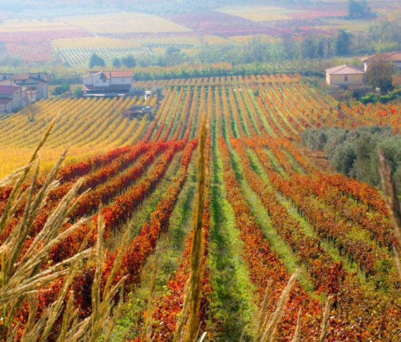 nifo vigna nifo vigna