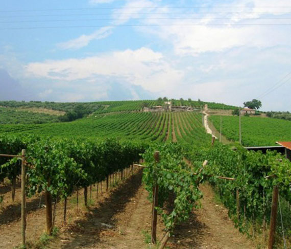 nifo vigne 1 nifo vigne 1