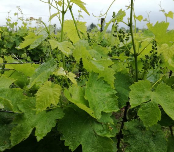 pizzolato 10 pizzolato 10