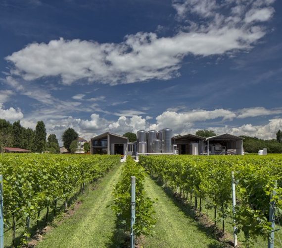 pizzolato 7 pizzolato 7