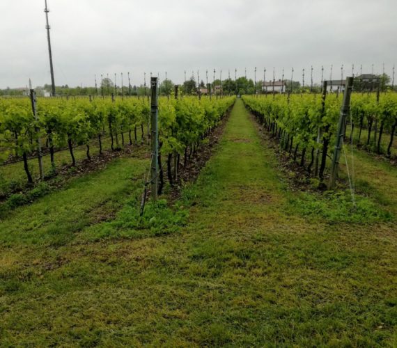 pizzolato 9 pizzolato 9