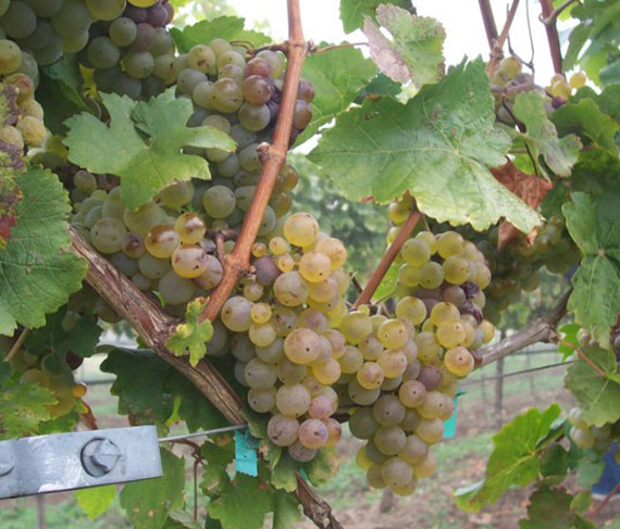 pizzolato uva pizzolato uva