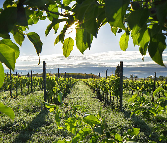 pizzolato vigna pizzolato vigna