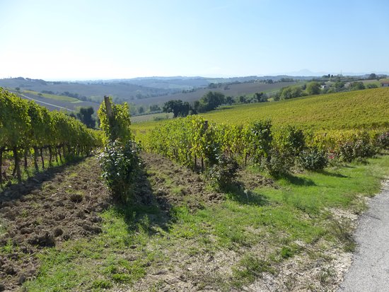 podere s. lucia panorama podere s. lucia panorama