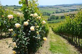 podere s. lucia vigna podere s. lucia vigna