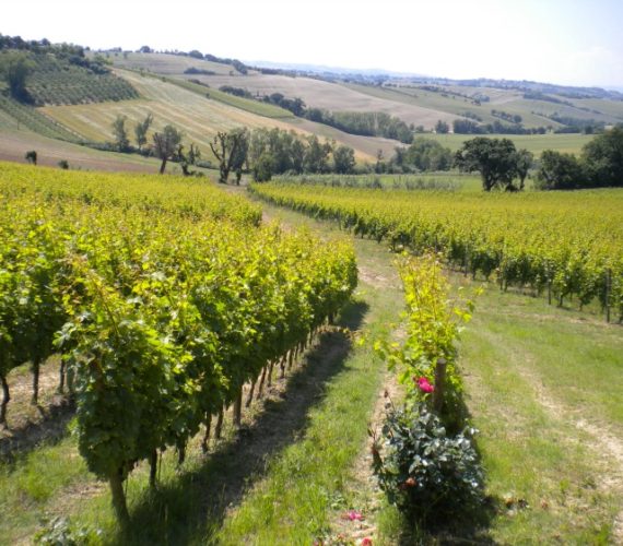 podere s. lucia vigne podere s. lucia vigne