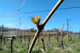 podere s. lucia podere s. lucia