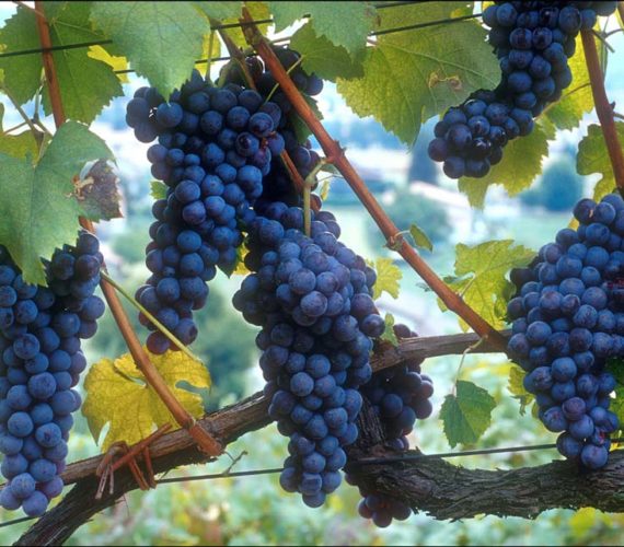 rivetti e lauro Uva Nebbiolo rivetti e lauro Uva Nebbiolo