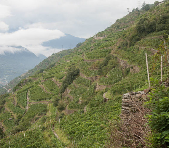 rivetti lauro vigneto 1 rivetti lauro vigneto 1