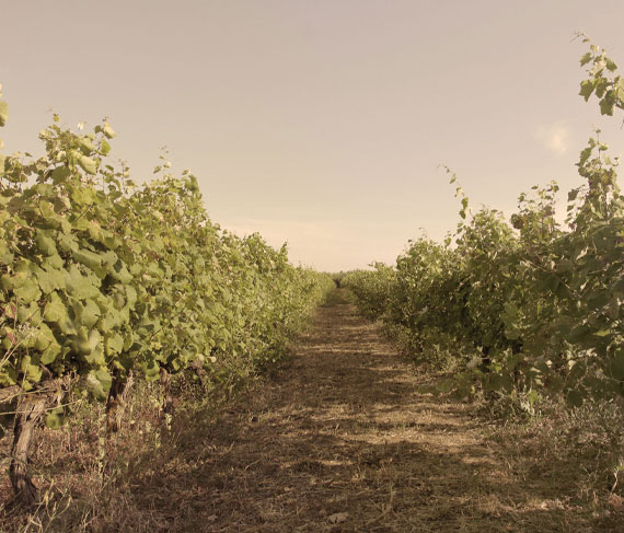 silvio carta vigneto silvio carta vigneto