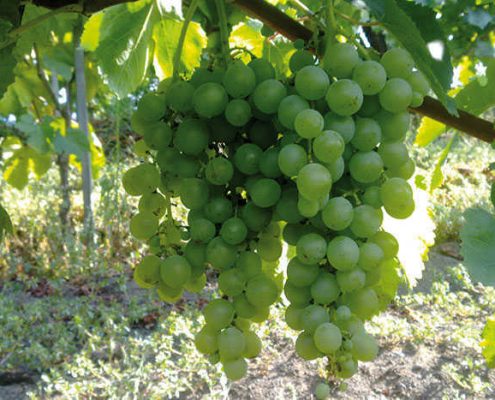 sorrentino caprettone sorrentino caprettone