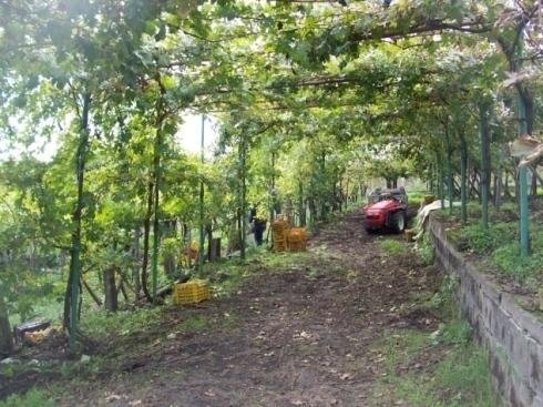 sorrentino vendemmia sorrentino vendemmia