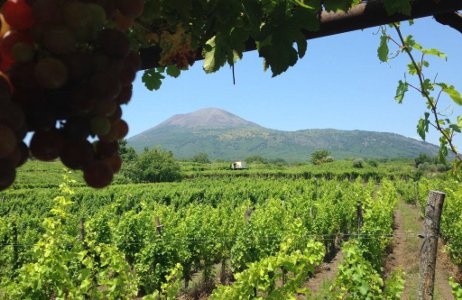 sorrentino vesuvio b sorrentino vesuvio b