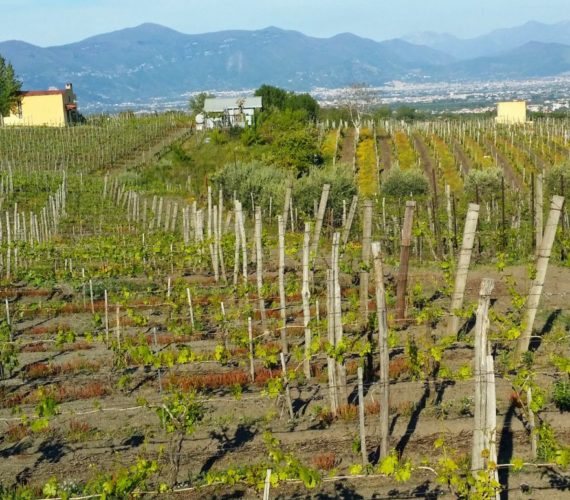 sorrentino vigna sorrentino vigna