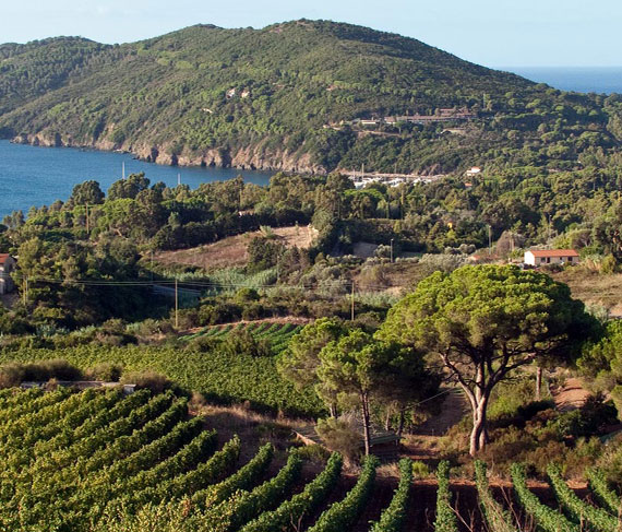 tommason vigne tommason vigne