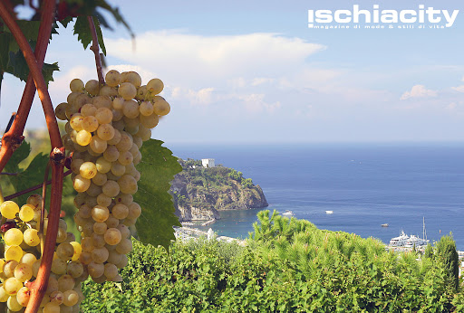 tommasone uva tommasone uva