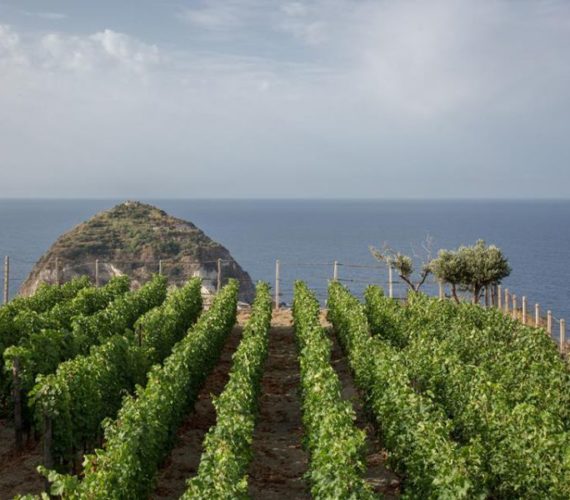 tommasone vigna tommasone vigna