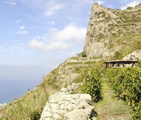 tommasone vini isole tommasone vini isole