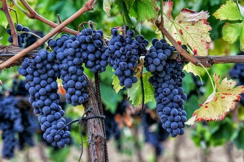 tudernum 5 tudernum 5