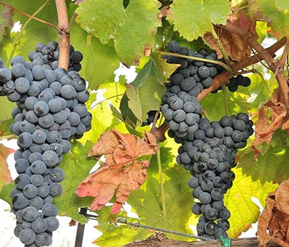 tudernum uva tudernum uva